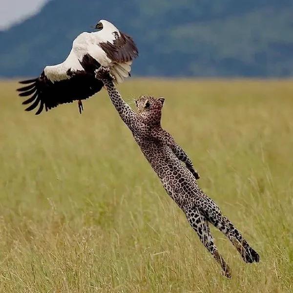 俄罗斯金刚芭比娜塔莉 (俄罗斯金刚芭比肌肉爆裂)