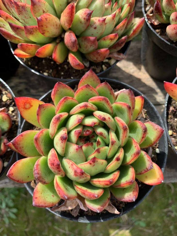 100种常见多肉植物图鉴收藏,1000种多肉植物图鉴及名字