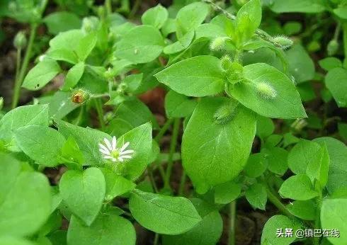 镇巴有什么特色小吃,镇巴味道好不好