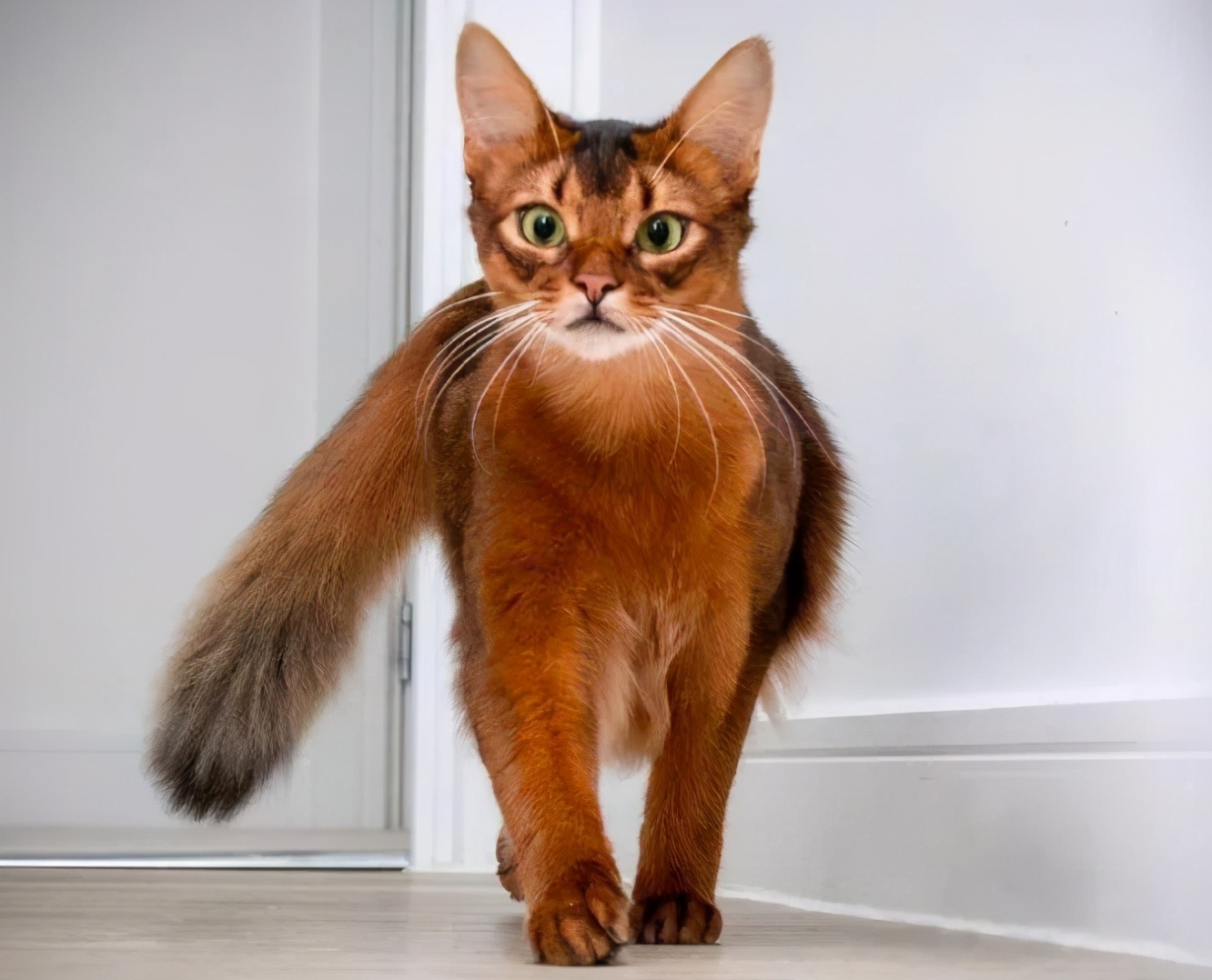 100种猫咪品种,100种猫咪名字大全