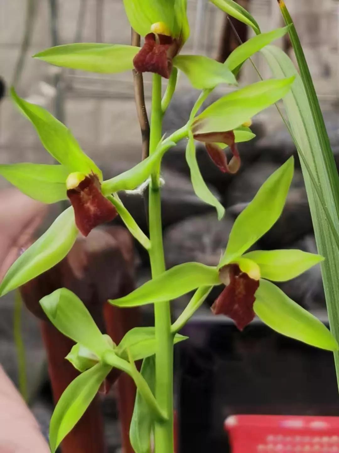 最贵的蕙兰多少钱一只,蕙兰最贵的多少钱一棵