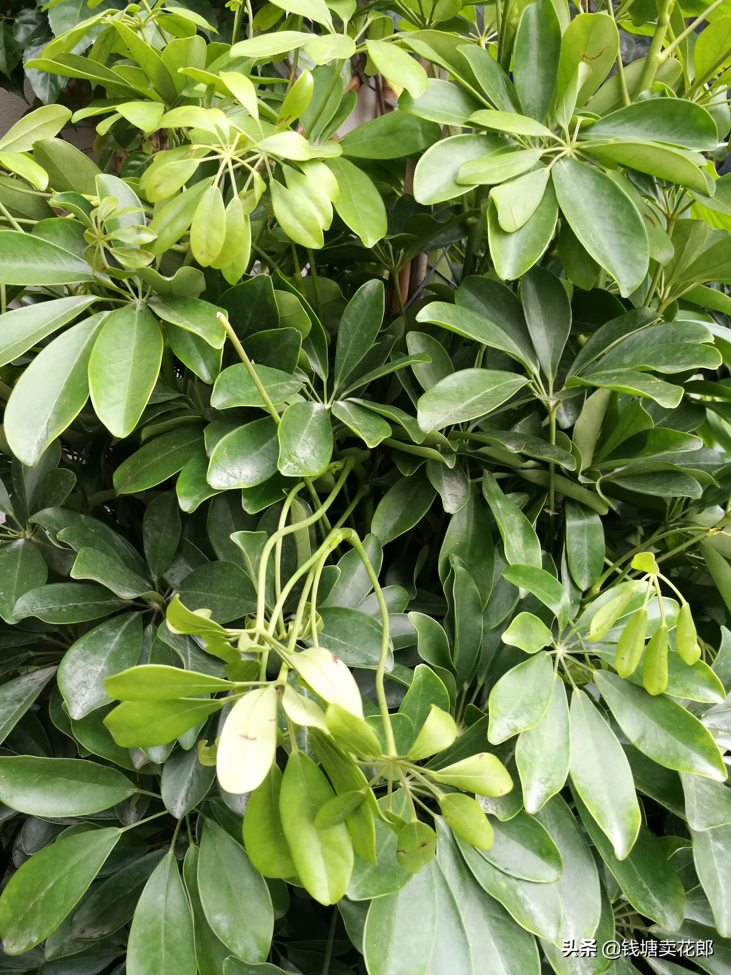 鸭掌木刚栽上叶子耷拉变软怎么办,鸭掌木叶子耷拉变软也不长怎么办