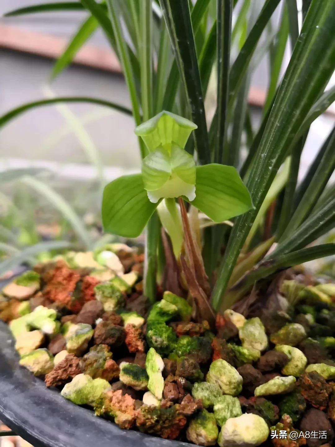 春兰张荷素兰花介绍,每日一品中国兰花春兰