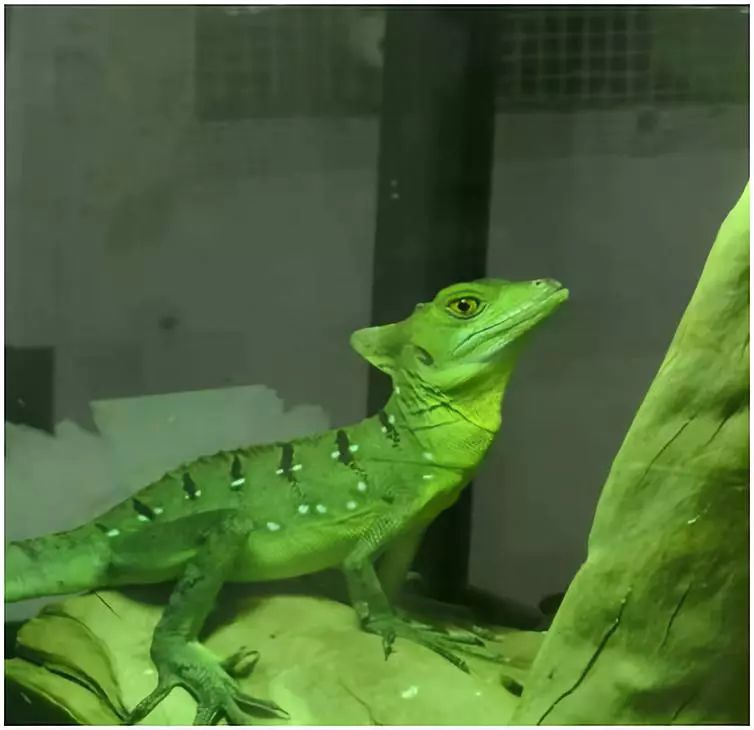 个人如何办理饲养证,如何办理小太阳饲养许可证