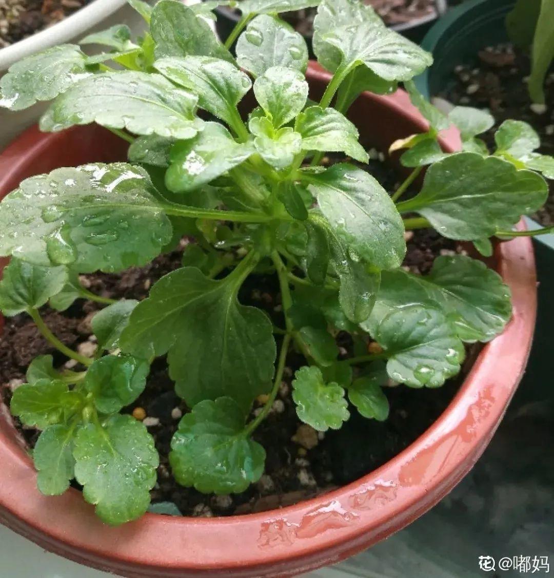 耐养的香水花,种室内香水花