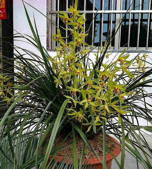 兰花发新芽怎么养护,兰花出芽怎么养护和管理