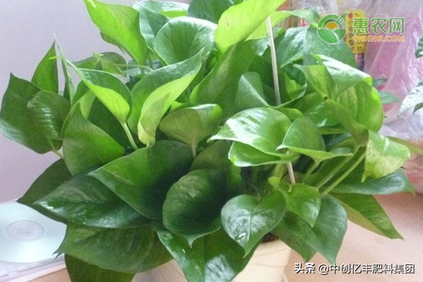 绿萝冻伤怎么补救最快,绿萝冻伤怎样补救