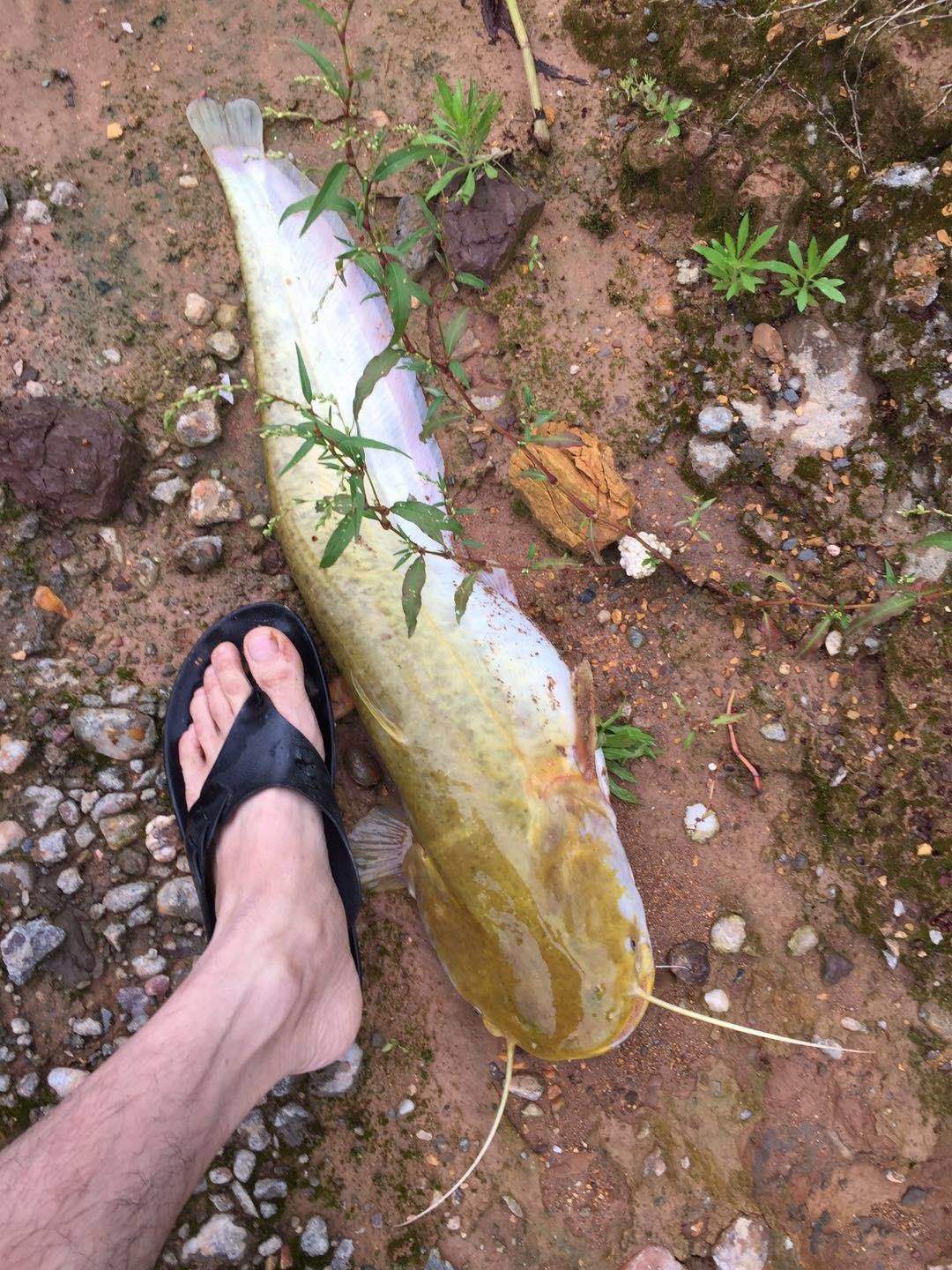 怎么钓鲶鱼,大口鲶,江鲶,鲶巴郎,鲶胡子