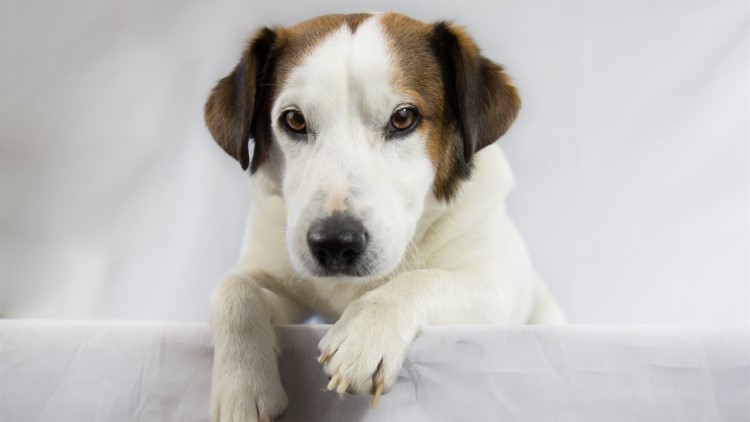 狗狗发烧能吃什么小儿感冒药,狗狗发烧可以打什么退烧针