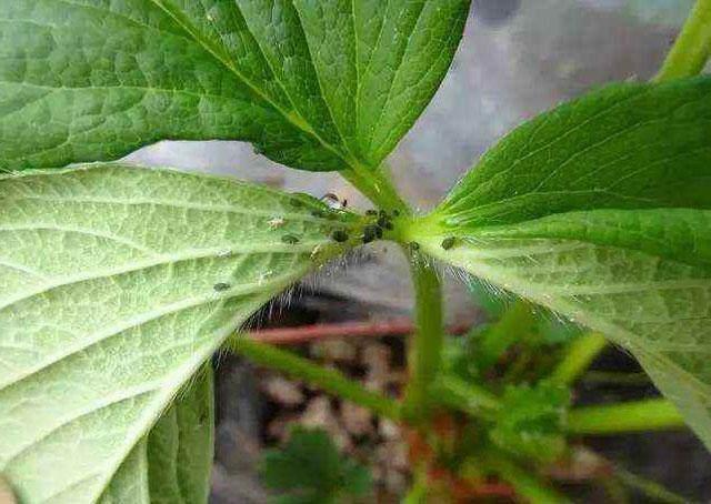 草莓蚜虫怎么治,草莓大棚蚜虫怎么处理