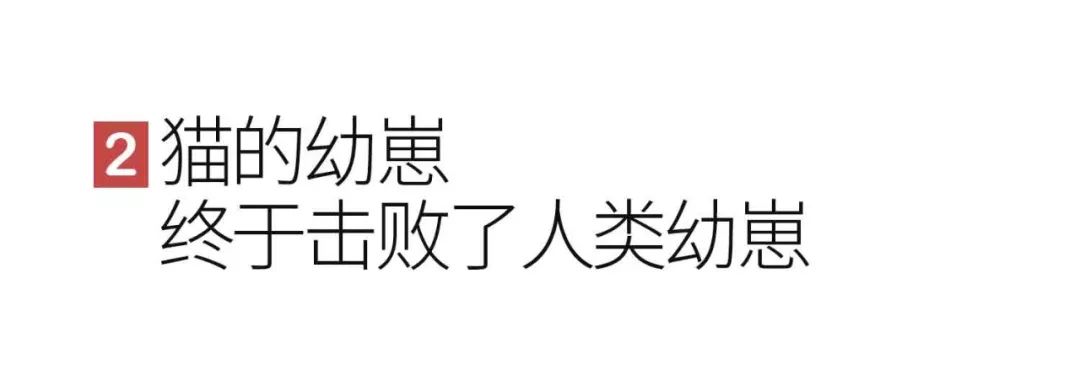猫成功击败了人的幼崽,双十一猫咪幼崽完胜人类幼崽