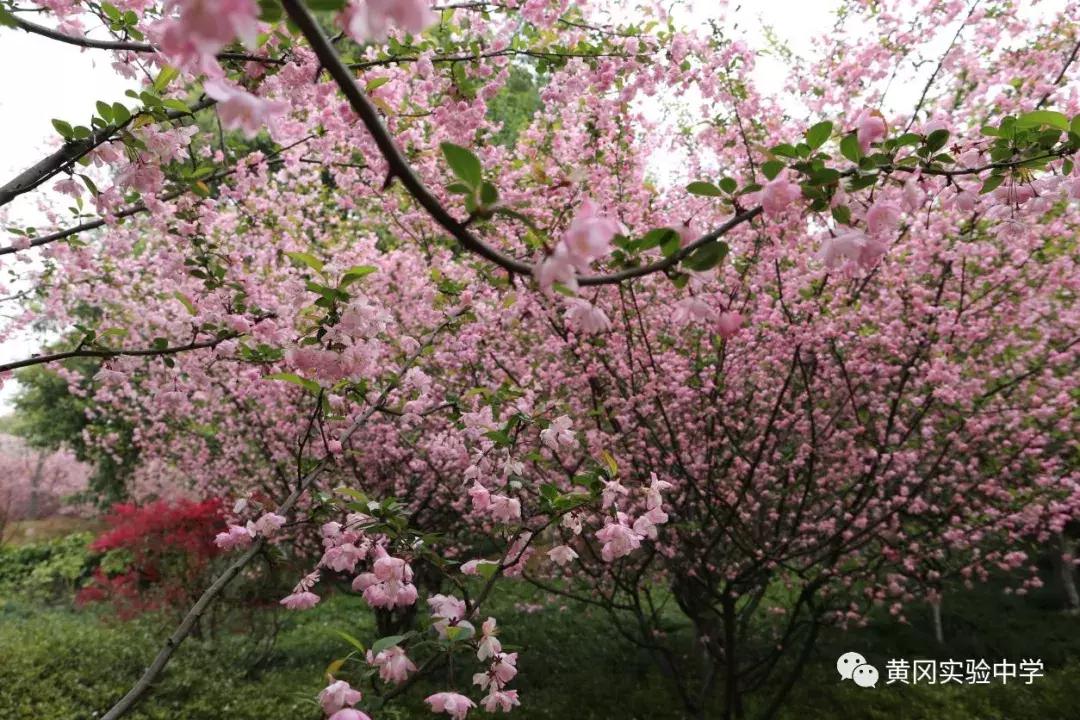 游遗爱、访伊利、观博物，黄冈实验中学的研学实践课不一般