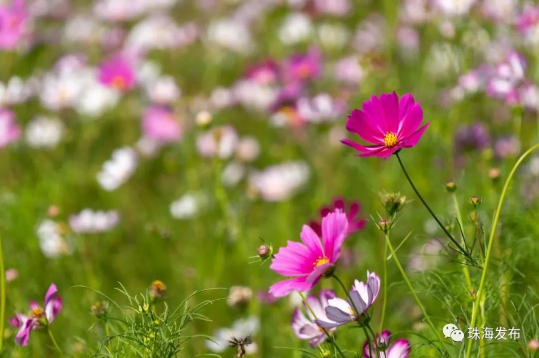 2020美到窒息！珠海的冬天，美炸了