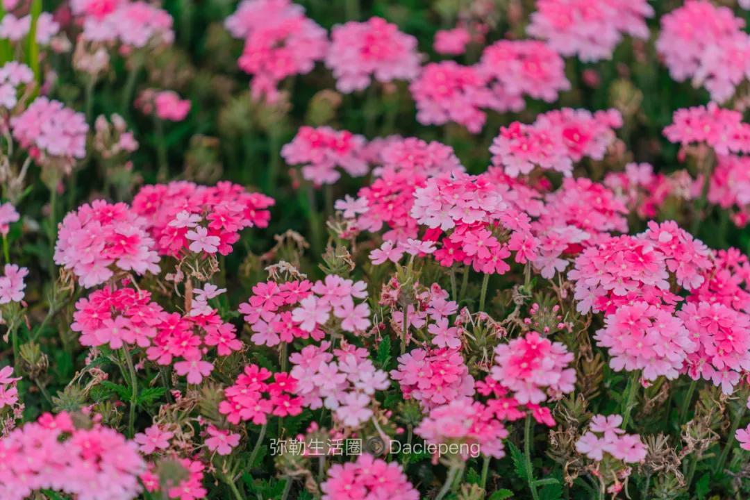 云南最美小镇图片,云南太平湖森林公园花海