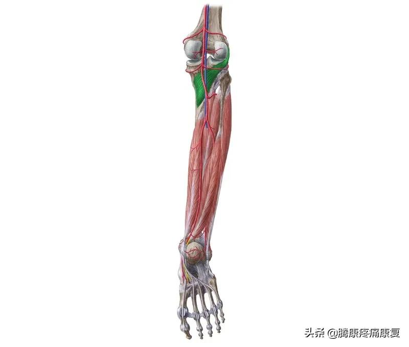 小腿疼痛的原因和治疗原则图片,脚小腿肌肉疼痛是什么原因