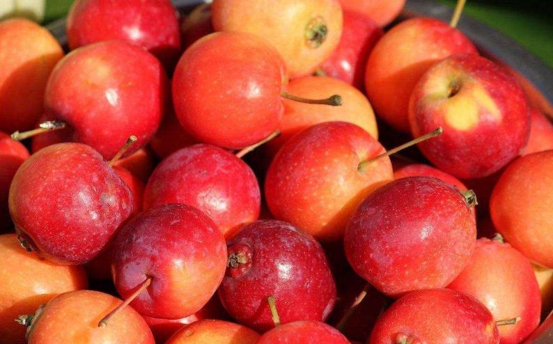 还记得小时候吃过的野果吗,还记得小时候吃过的零食吗8090后