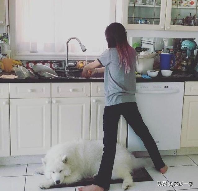 狗狗有这种行为证明你养对狗了,这八种狗狗都是粘人精谁养谁知道