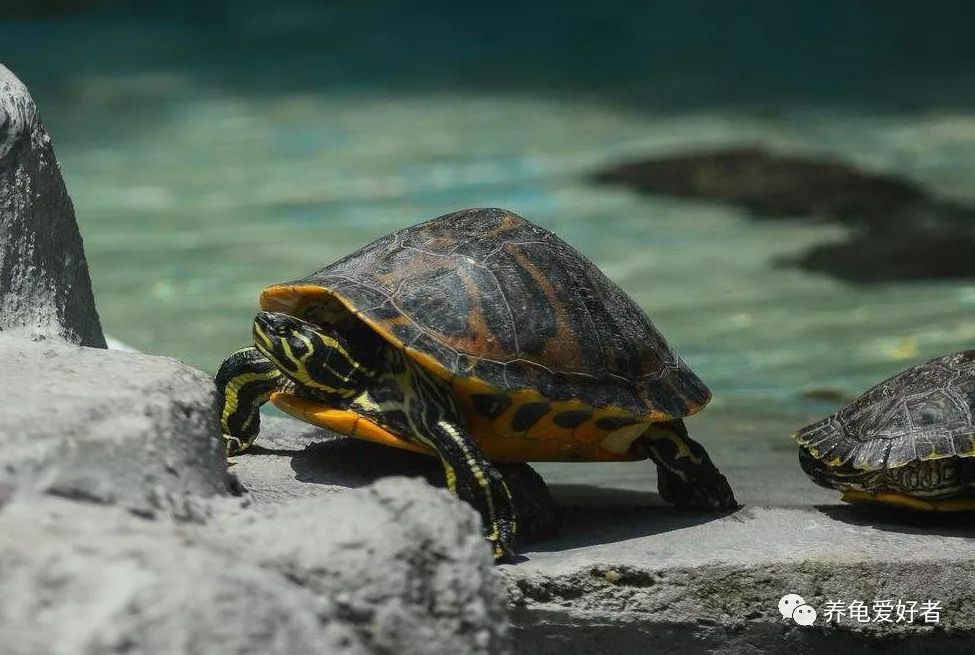 深水养龟优缺点,家庭养龟的正确方法和注意事项