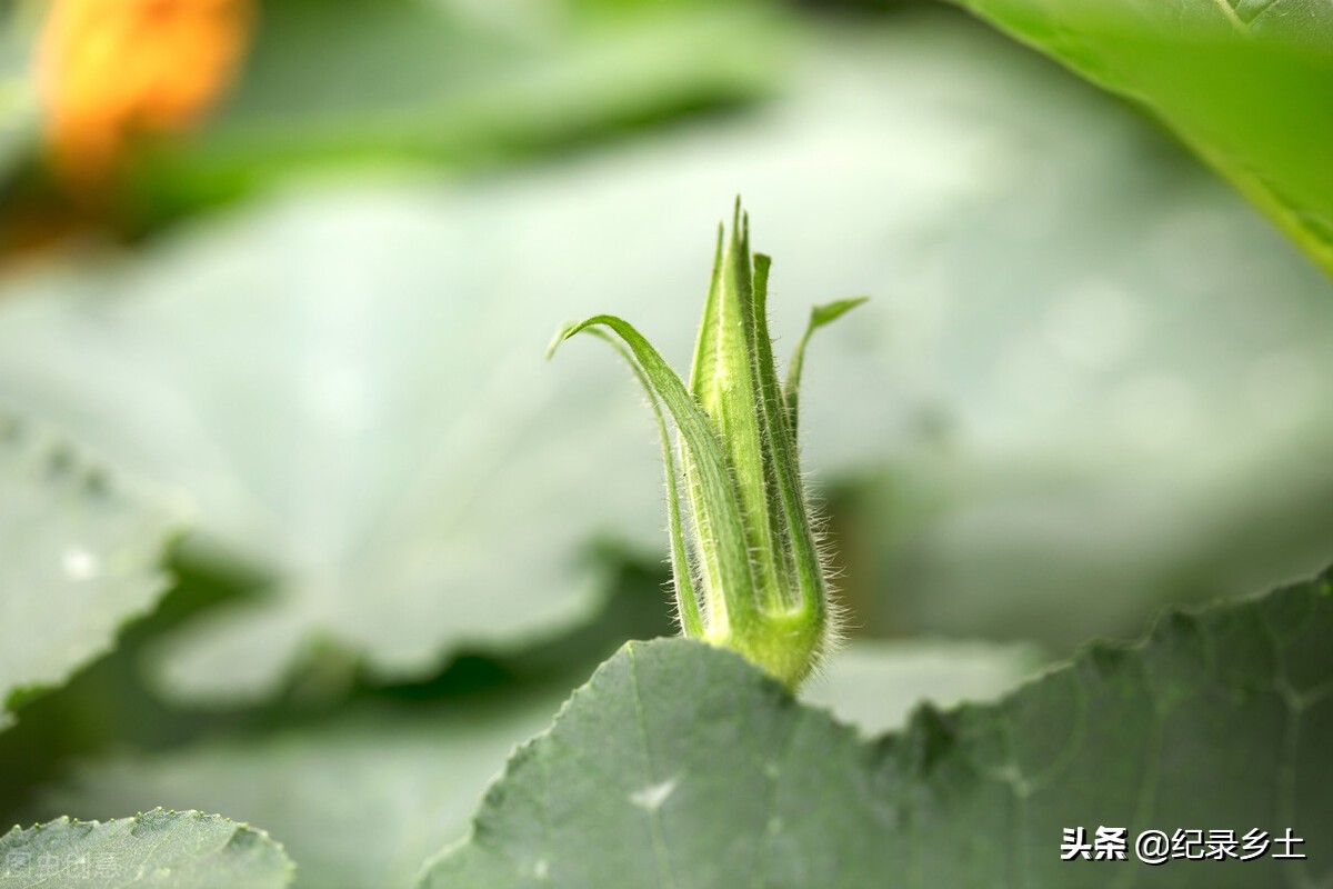 刚出来南瓜秧可食用吗,南瓜秧的头有什么好处