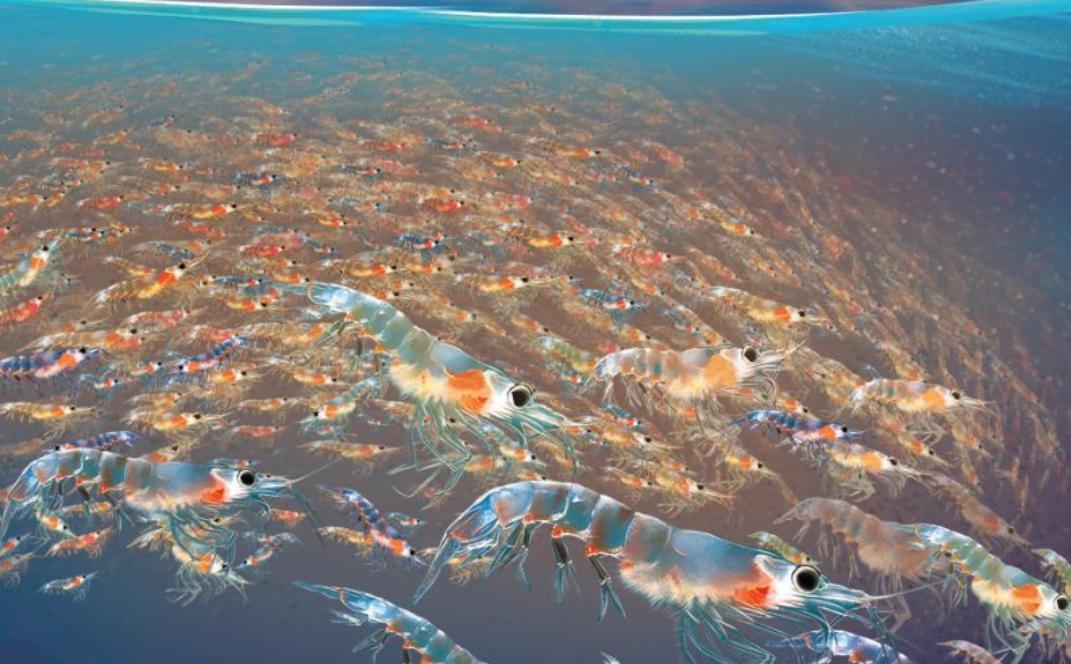 全球变暖对南极磷虾的影响有多大,人类捕食南极磷虾有多危害