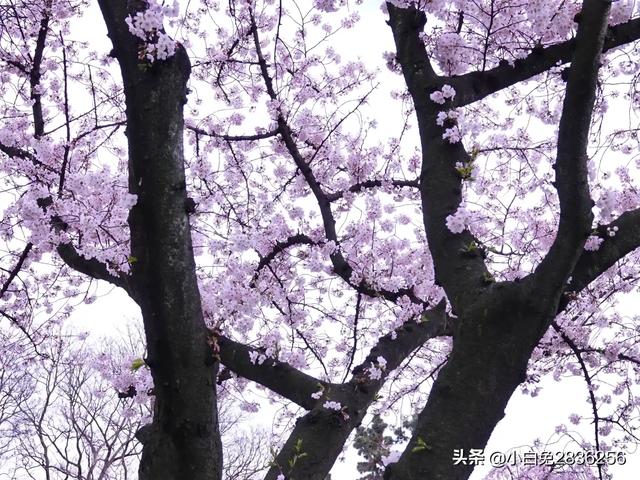 拍摄古建筑摄影技巧,古建筑双人拍照怎么拍出高级感