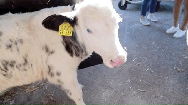 超级真菌致死率高达60%,致死率高达60%的超级真菌