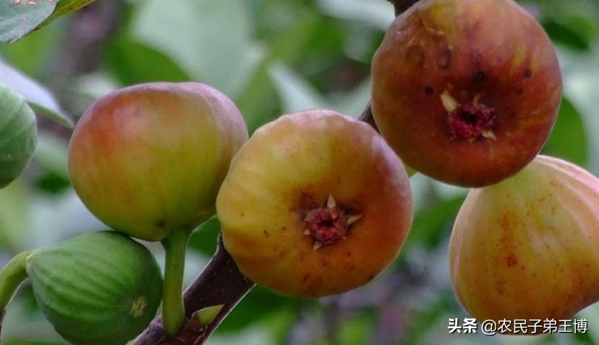 无花果树病虫害怎么防治,无花果雨季烂果是什么病