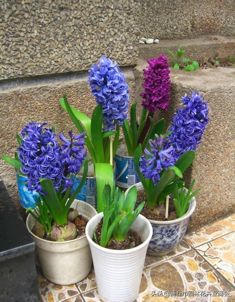 葡萄风信子种球要剥皮吗,风信子种球要不要剥皮