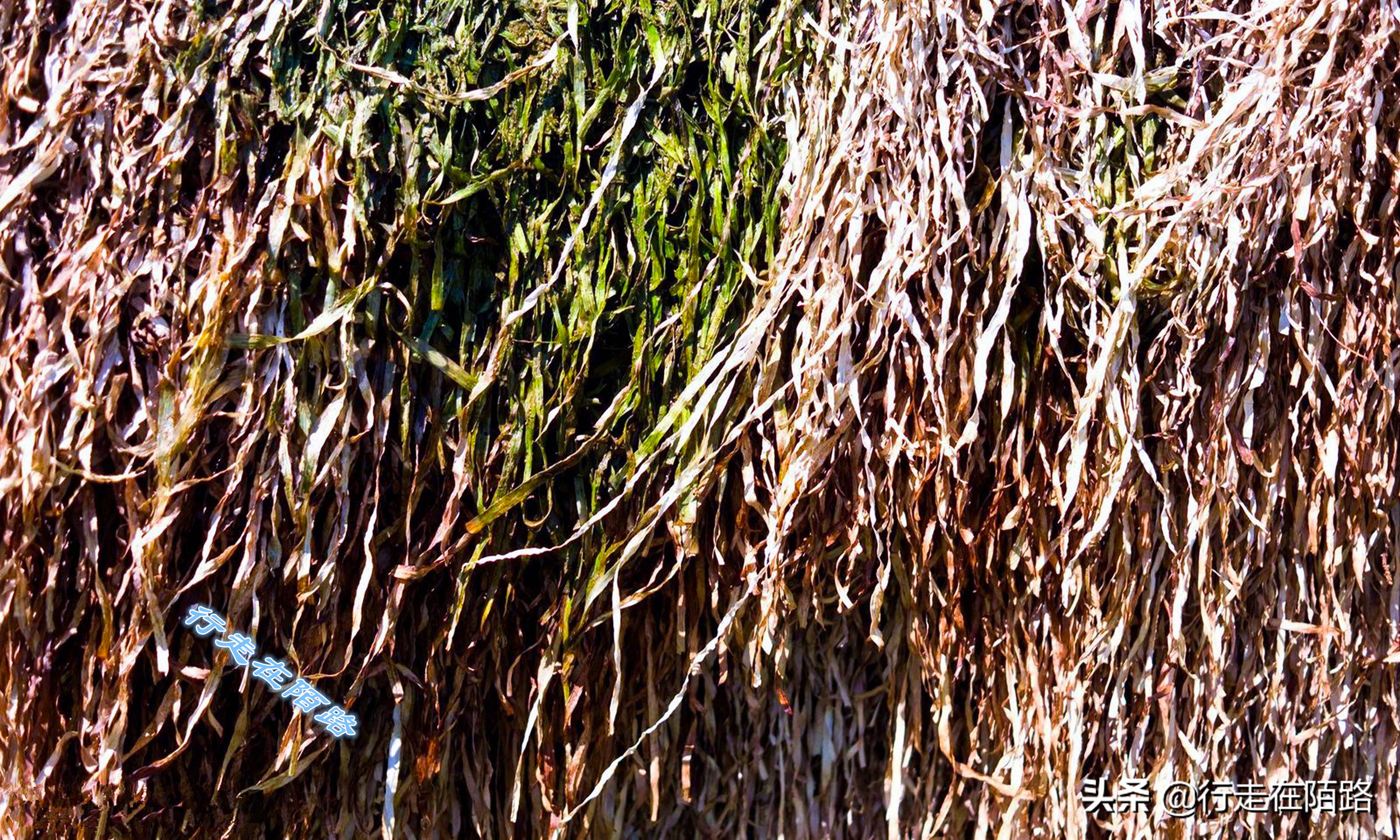 最廉价的房子,最廉价的房子建造