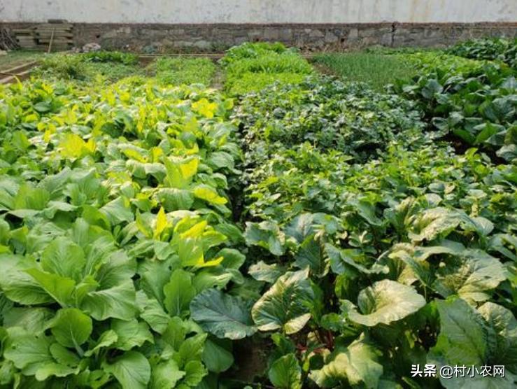 适合农村创业的最新致富项目,多个适合在家里创业致富的好项目