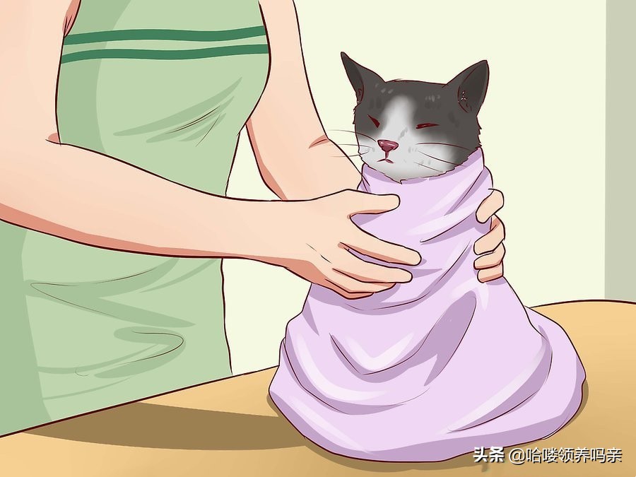 如何喂猫咪难喝的药,如何给猫咪喂药不被抓