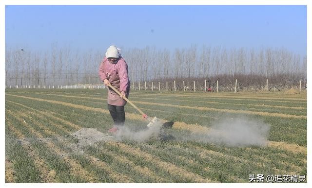 草木灰农业最显著的效果,农业知识讲解草木灰农业妙用