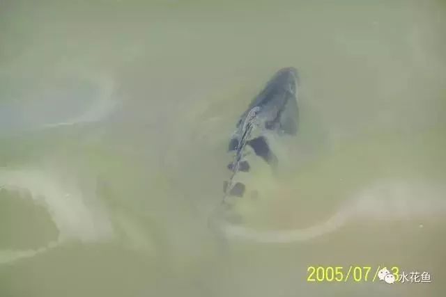 想要鱼养得好最重要的是经常换鱼,养鱼需要注意的常见病