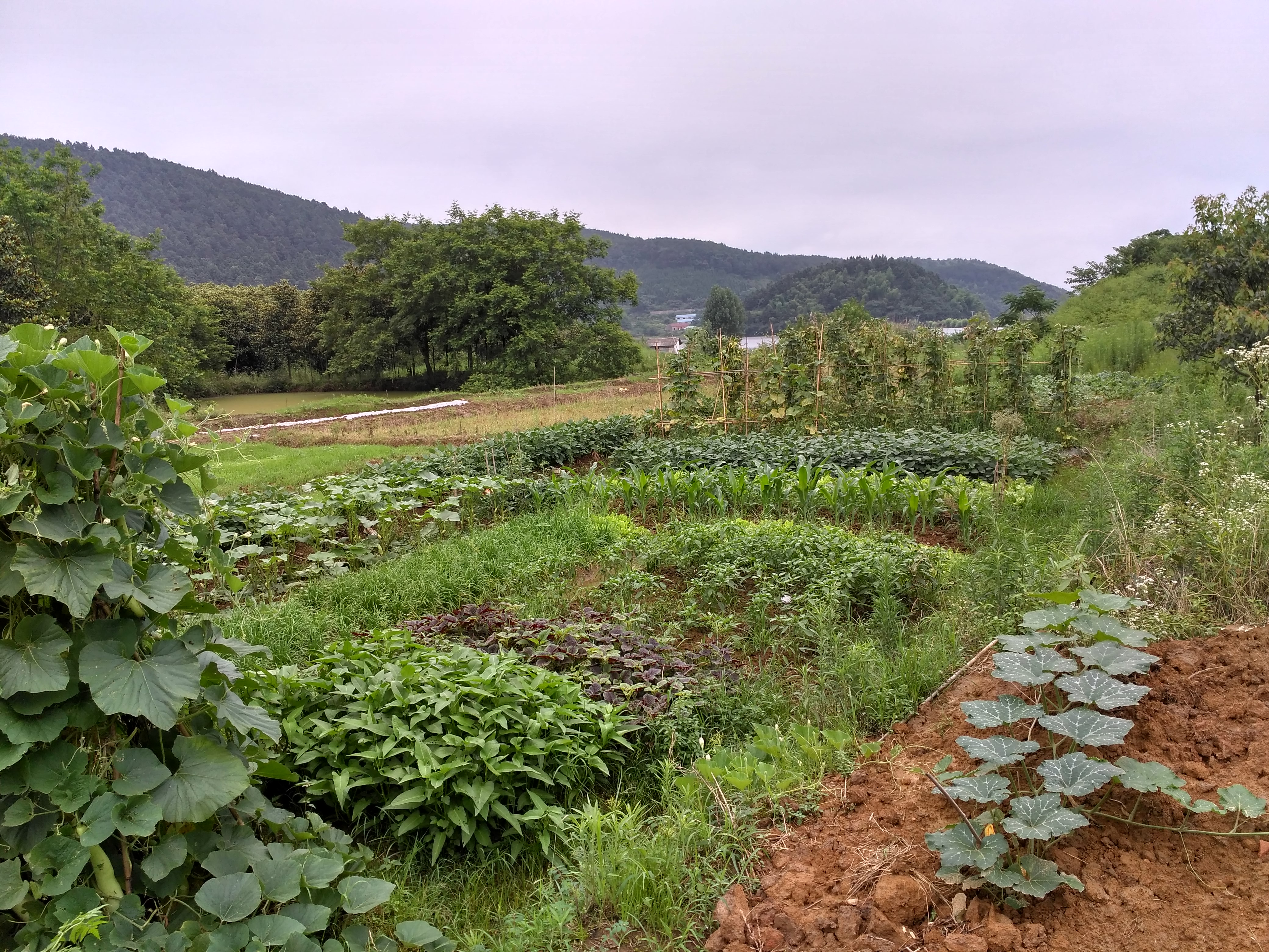 齐春生态园大概花多少钱,贵池齐春生态园