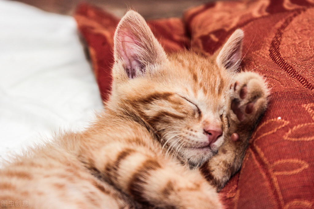 猫咪漫画治愈系短片,猫咪的搞笑漫画