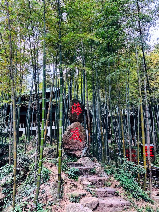 宜兴竹海自然风景图片,清新的竹林风景图片