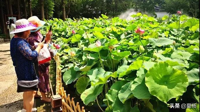 莲子埋入土里多久还可以发芽,莲子埋在泥里会发芽吗