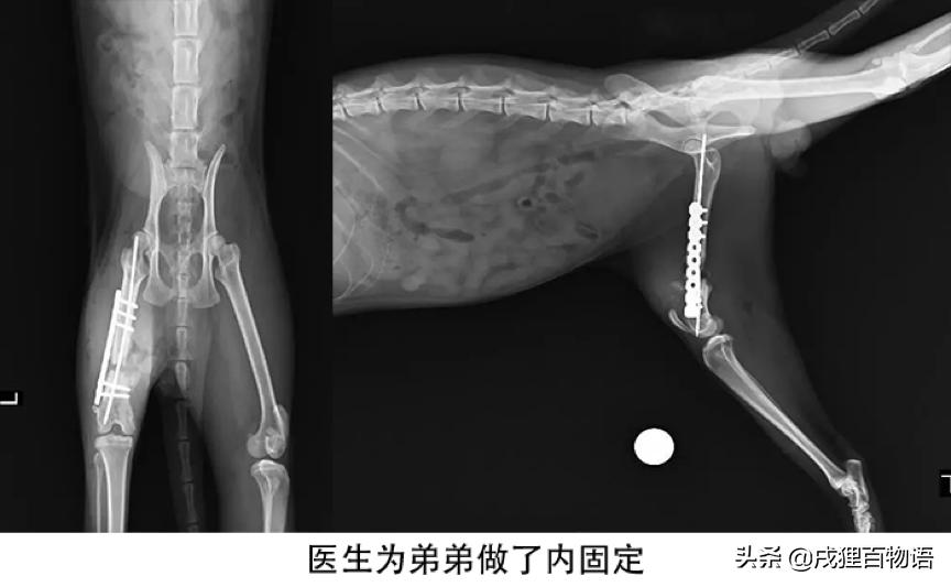 猫咪摔骨折了治疗需要多少钱,猫咪骨折后吃什么恢复得快