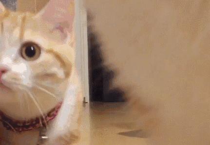 为什么猫咪会攻击人怎么解决,猫咪为啥会猛烈攻击孩子