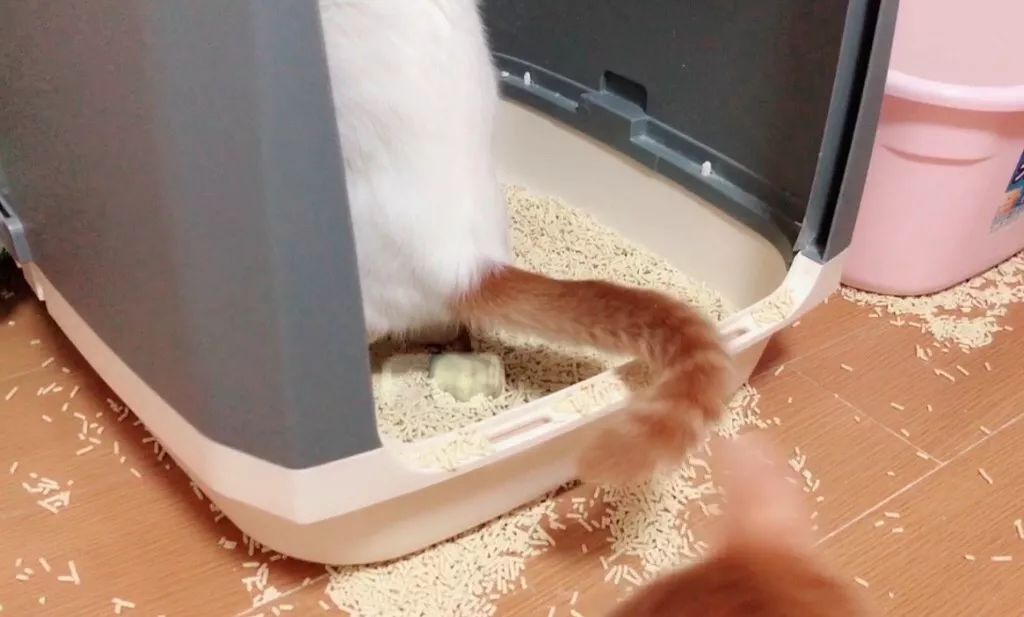 猫咪随便大小便如何纠正,猫咪随便大小便怎么办