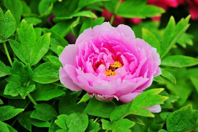 牡丹可作国花吗？一个重要因素被忽视了，它的知识产权管理归西方