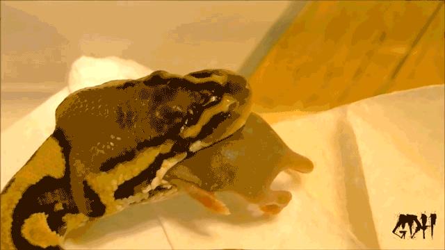 「爬宠饲养」蛇苗不开食难道只能填？​且慢