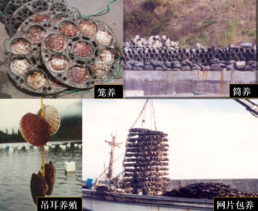 海鲜扇贝可以养活吗,海鲜店扇贝的后期养殖方法