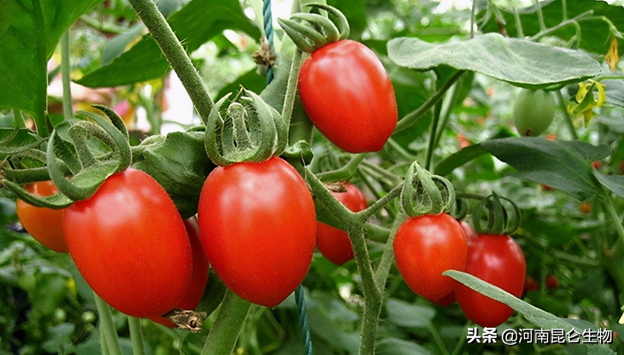 圣女果烂根防治药,圣女果黄叶卷叶怎么治