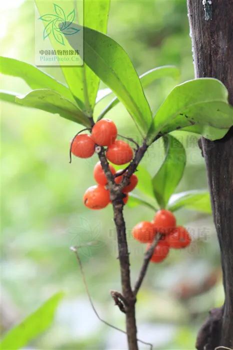 濒危乌木,濒危木种有哪些