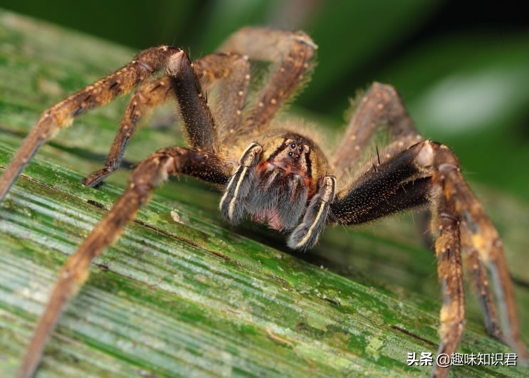 千奇百怪的趣味冷知识,我的世界的趣味冷知识