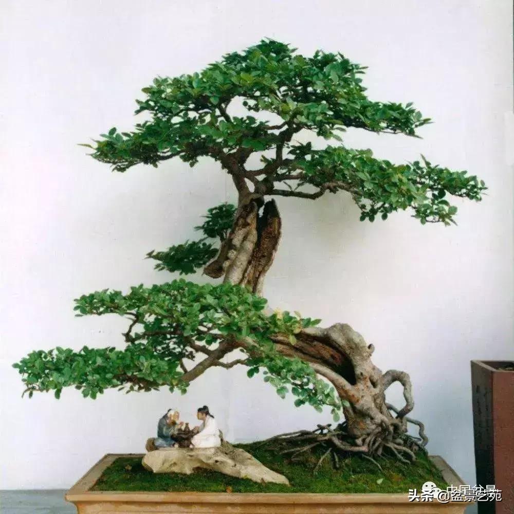 推荐36种好养的盆景植物,茶桌上养什么盆景植物