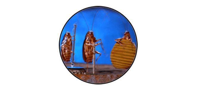 你家的蟑螂多吗,你家的蟑螂再嚣张也躲不过这一招