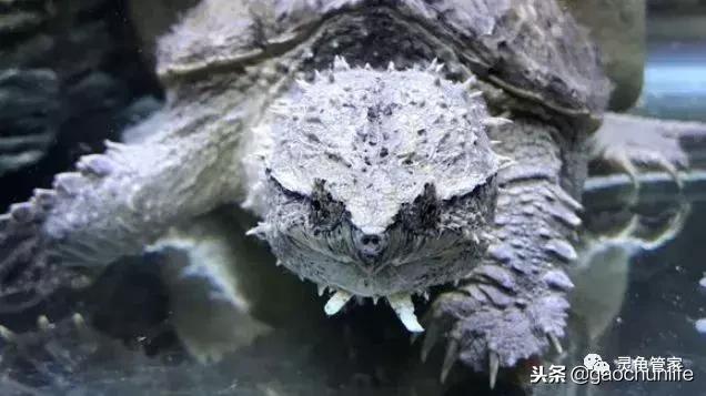 龟不痛不痒有点出血水,龟不伸头无力