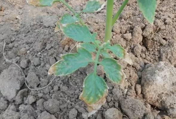 活了大半辈子，才知道粪肥这么用！